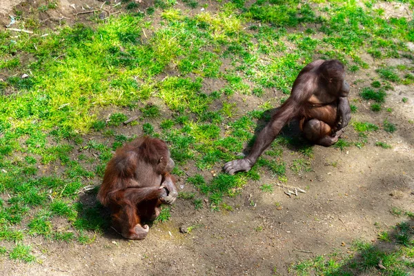 Bornean-Orang-Utan (Pongo pygmaeus) im Zoo Barcelona — Stockfoto