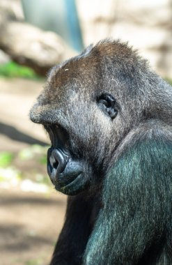 Batı ovasındaki goril Barselona Hayvanat Bahçesinde