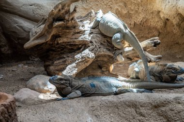 Barcelona hayvanat bahçesinde gergedan iguanası (Cyclura cornuta)