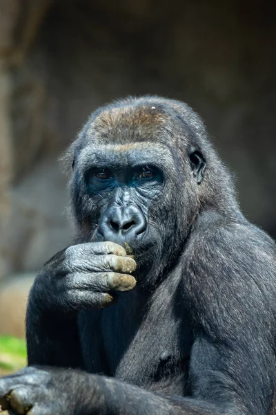 Zachodni goryl nizinny w zoo w Barcelonie — Zdjęcie stockowe