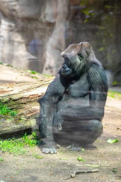 Westlicher Flachlandgorilla im Zoo von Barcelona — Stockfoto