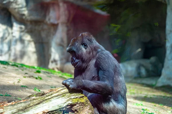 Western Lowland Gorilla στο ζωολογικό κήπο της Βαρκελώνης — Φωτογραφία Αρχείου