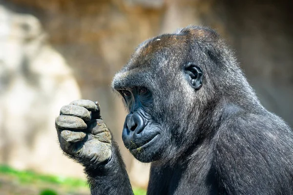 Gorille des basses terres occidentales dans le zoo de Barcelone — Photo