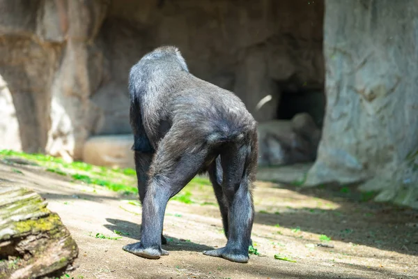 Western Lowland Gorilla στο ζωολογικό κήπο της Βαρκελώνης — Φωτογραφία Αρχείου