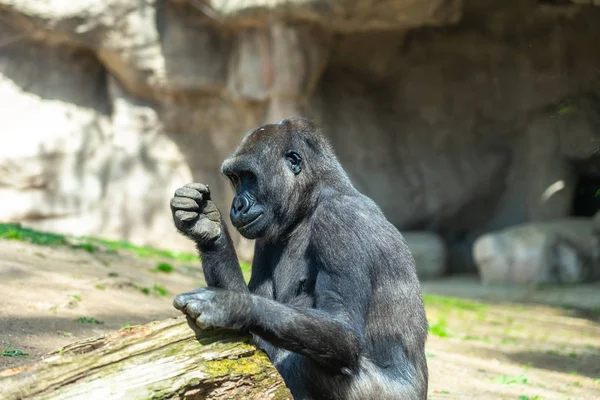 Western Lowland Gorilla στο ζωολογικό κήπο της Βαρκελώνης — Φωτογραφία Αρχείου