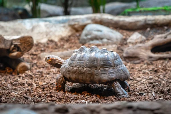 Tortuga tortuga terrario en zoológico Barcelona —  Fotos de Stock