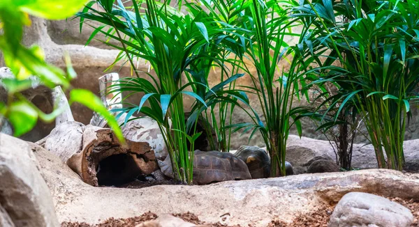 Barcelona hayvanat bahçesinde kaplumbağa teraryumu. — Stok fotoğraf