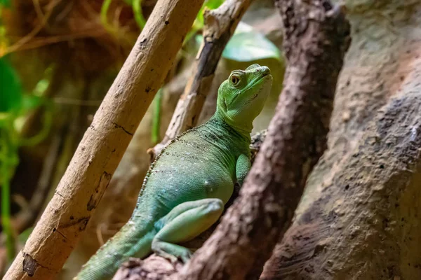 Iguana green lizard dragon terrarium in zoo Barcelona — Stock Photo, Image