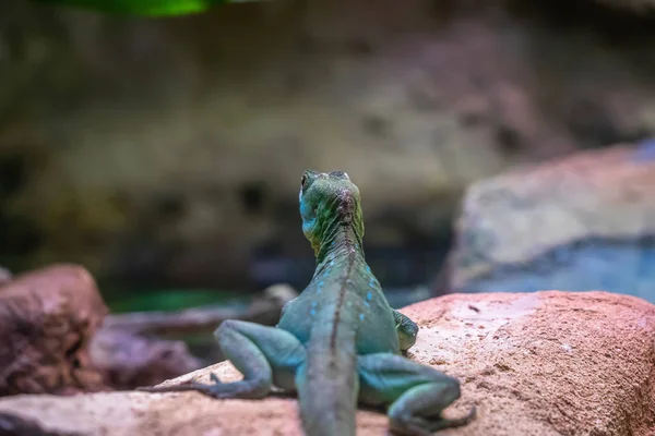 Iguana lizard dragon terrarium in zoo Barcelona — Stock Photo, Image