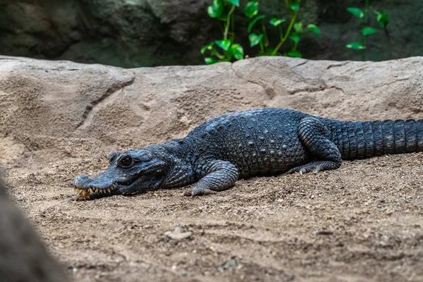 Dwergkrokodil (Osteolaemus tetraspis) in de dierentuin van Barcelona — Stockfoto