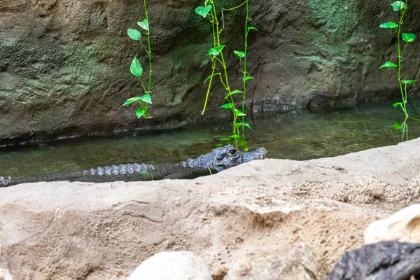 Dwergkrokodil (Osteolaemus tetraspis) in de dierentuin van Barcelona — Stockfoto