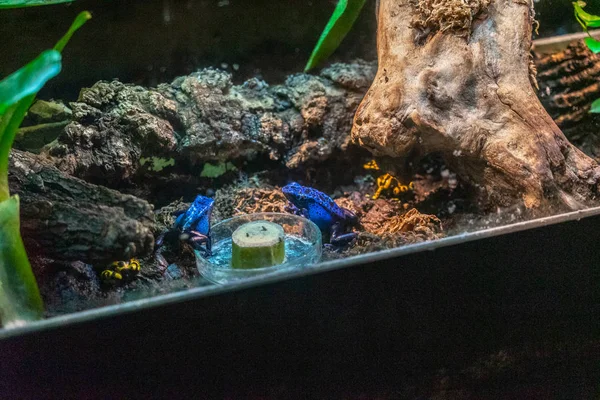 blue poison dart frog or blue poison Kevin frog (Dendrobates Azureus) in zoo Barcelona