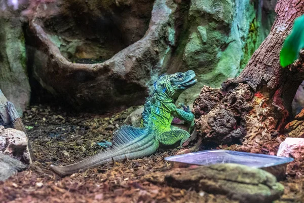 Iguana lizard dragon terrarium in zoo Barcelona — Stock Photo, Image