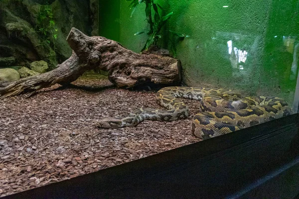 Indian rock python (Python molurus molurus) in zoo Barcelona — Stock Photo, Image