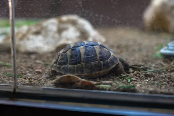 Tortuga tortuga terrario en zoológico Barcelona —  Fotos de Stock