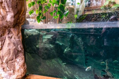 Barcelona hayvanat bahçesinde Timsah Timsah Sürüngeni