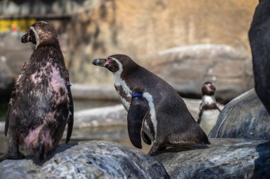 Humboldt pengueni (Spheniscus humboldti) Barcelona hayvanat bahçesinde