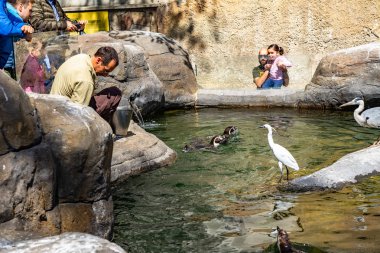 Humboldt pengueni (Spheniscus humboldti) Barcelona hayvanat bahçesinde