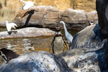 Humboldt pengueni (Spheniscus humboldti) Barcelona hayvanat bahçesinde