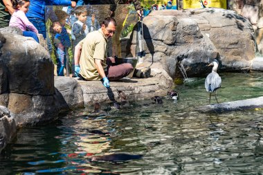 Humboldt pengueni (Spheniscus humboldti) Barcelona hayvanat bahçesinde