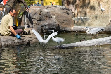 Humboldt pengueni (Spheniscus humboldti) Barcelona hayvanat bahçesinde