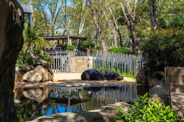 Barcelona Hayvanat Bahçesi 'nde yaygın su aygırı (Hippopotamus amfibi)