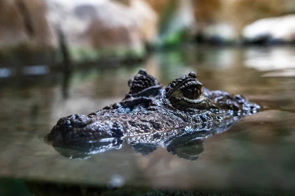 Brede kaaiman (Caiman latirostris) in de dierentuin van Barcelona — Stockfoto