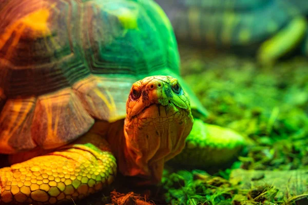 stock image Turtle tortoise terrarium in zoo Barcelona