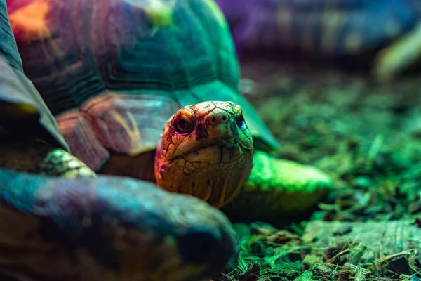 Tortuga tortuga terrario en zoológico Barcelona —  Fotos de Stock