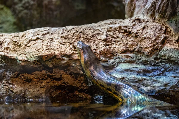 Common green anaconda (Eunectes murinus) in zoo Barcelona — Stock Photo, Image