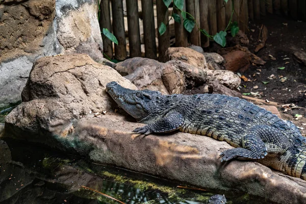 Brede kaaiman (Caiman latirostris) in de dierentuin van Barcelona — Stockfoto