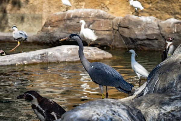 Héron gris (Ardea cinerea) au zoo de Barcelone — Photo