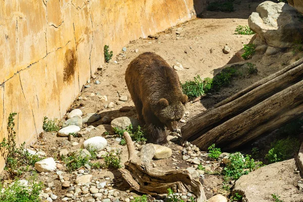 Barnamedve (Ursus arctos) a barcelonai állatkertben — Stock Fotó