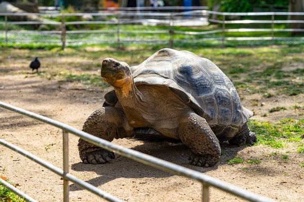 Galápagos tortuga (Chelonoidis nigra) En el Zoológico de Barcelona —  Fotos de Stock