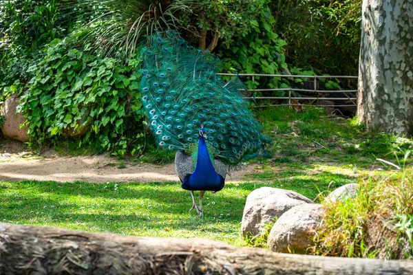 Paw indyjski (Pavo cristatus) w zoo w Barcelonie — Zdjęcie stockowe