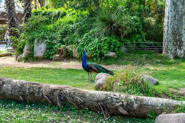 Peafowl indien (Pavo cristatus) dans le zoo de Barcelone — Photo