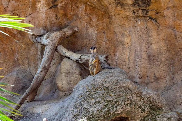 Meerkat (Suricata suricatta) w zoo w Barcelonie — Zdjęcie stockowe