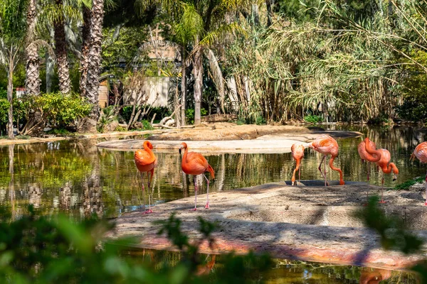 바르셀로나 동물원에 있는 아메리카 칠레 플라밍고 ( 포에니 코프 테 루스 칠 리 엔시스 루비 베르 ) — 스톡 사진