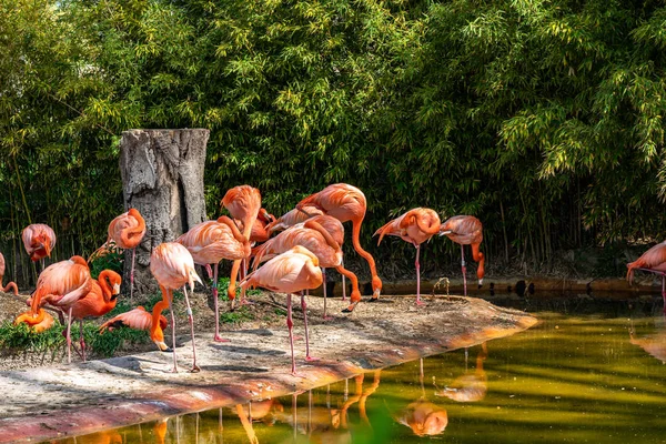 Flamingo chileno americano (Phoenicopterus chilensis ruber) no zoológico de Barcelona — Fotografia de Stock