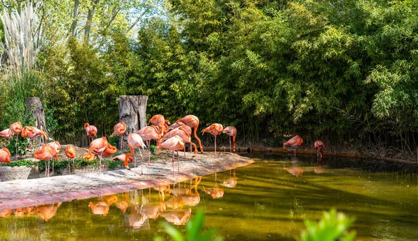 Amerikanischer chilenischer Flamingo (Phoenicopterus chilensis ruber) im Zoo Barcelona — Stockfoto