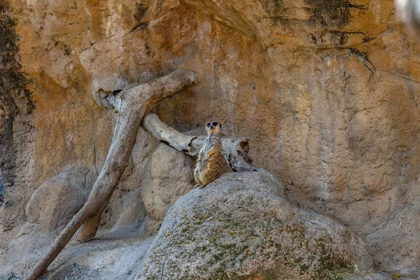 Meerkat (Suricata suricatta) w zoo w Barcelonie — Zdjęcie stockowe