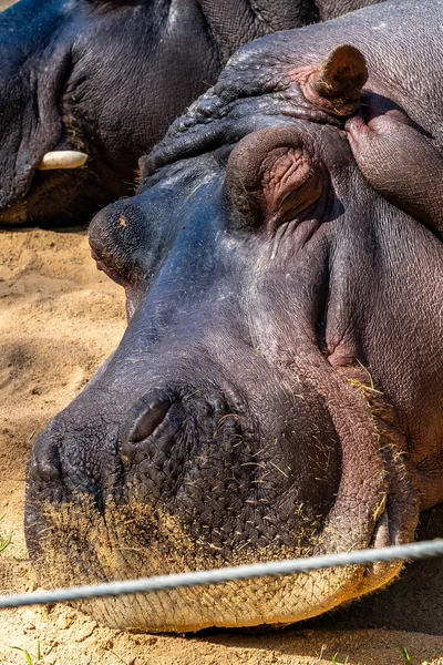 Vanlig flodhäst (flodhäst) i Barcelona Zoo — Stockfoto