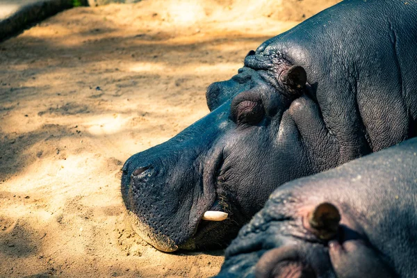 Vanlig flodhäst (flodhäst) i Barcelona Zoo — Stockfoto