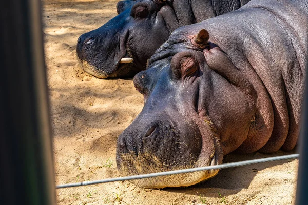 Hipopótamo común (Hippopotamus amphibius) en el Zoológico de Barcelona — Foto de Stock