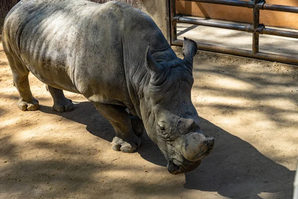 Sydlig vit noshörning (Ceratotherium simum simum) i Barcelona Zoo — Stockfoto