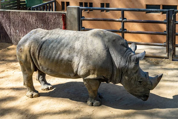 Sydlig vit noshörning (Ceratotherium simum simum) i Barcelona Zoo — Stockfoto