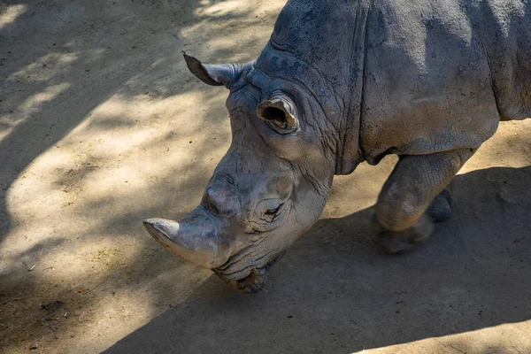 Rinoceronte blanco del sur (Ceratotherium simum simum) en el Zoológico de Barcelona — Foto de Stock