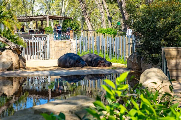 Обыкновенный бегемот (Hippopotamus amphibius) в зоопарке Барселоны — стоковое фото