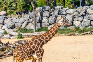 Rothschilds Zürafası (Giraffa camelopardalis rothschildi) Barcelona Hayvanat Bahçesi 'nde