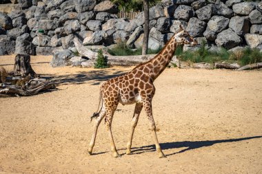 Rothschilds Zürafası (Giraffa camelopardalis rothschildi) Barcelona Hayvanat Bahçesi 'nde